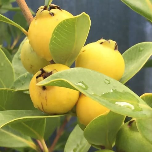 Guava Yellow Cherry - Ladybird Nursery