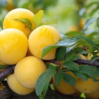 Plum 'Gulf Gold' - Ladybird Nursery