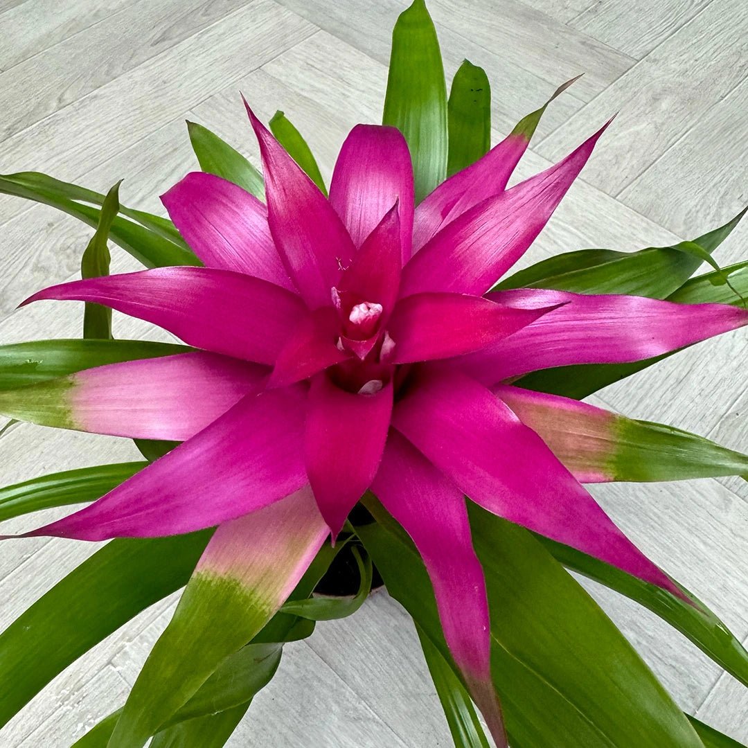 Guzmania spp. Pink Bromeliad - Ladybird Nursery