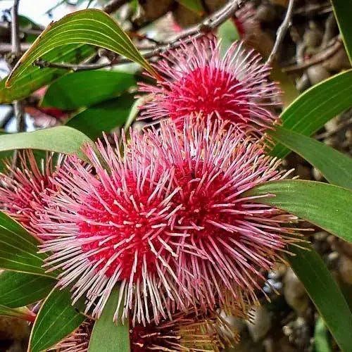 Pincushion Hakea (Hakea laurina) - Ladybird Nursery