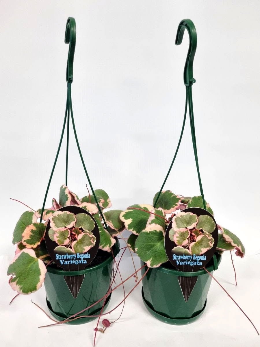 strawberry begonia hanging plant Strawberry Begonia Hanging Plants – Buy Now! – Ladybird Nursery
