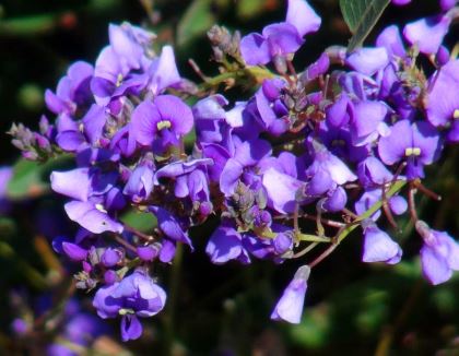 Purple Coral Pea Mini HaHa (Hardenbergia violacea) - Ladybird Nursery