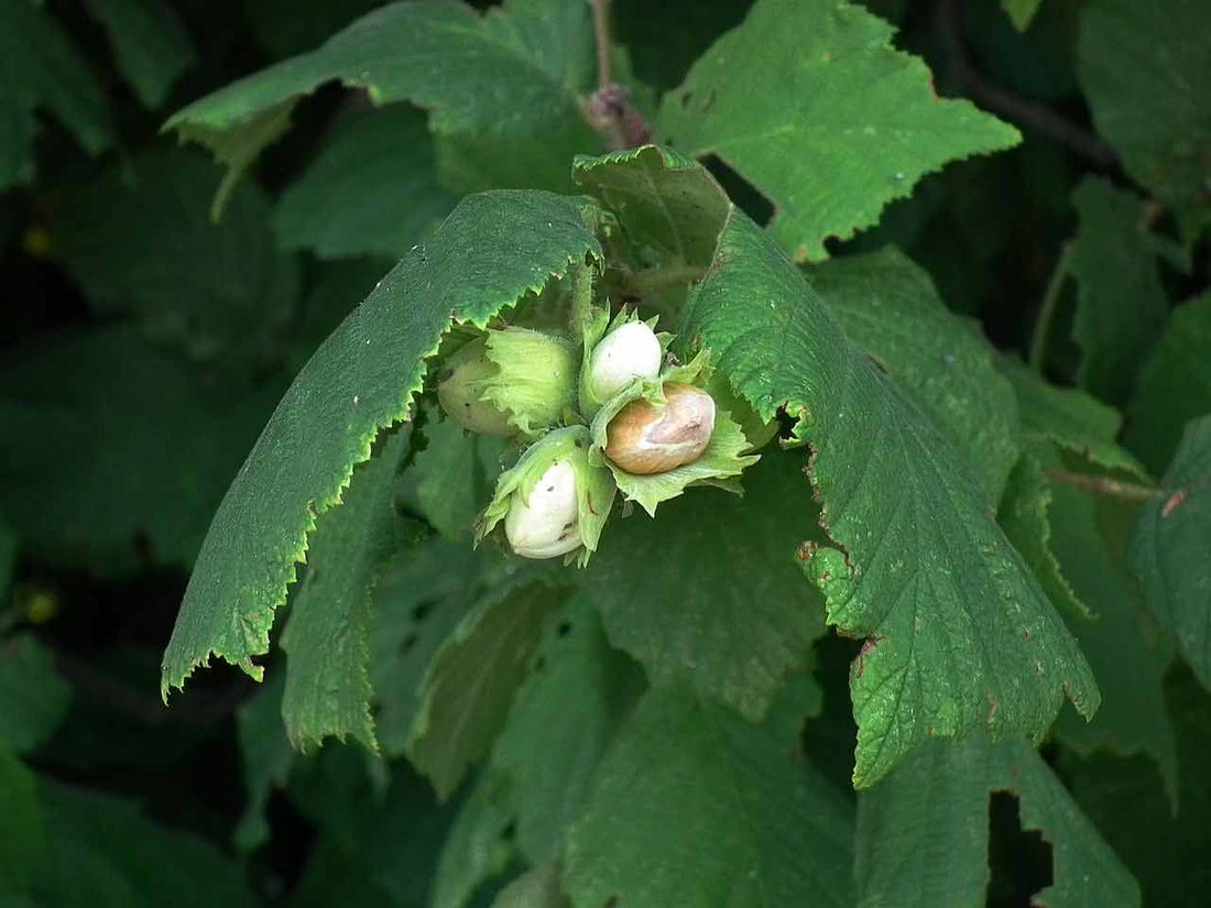 Hazelnut Seedling (Corylus avellana) - Ladybird Nursery