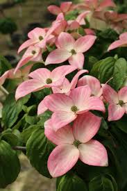 Dogwood 'Heart Throb' (Cornus kousa) - Ladybird Nursery