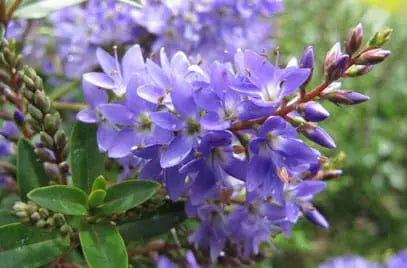Hebe 'Garden Beauty'