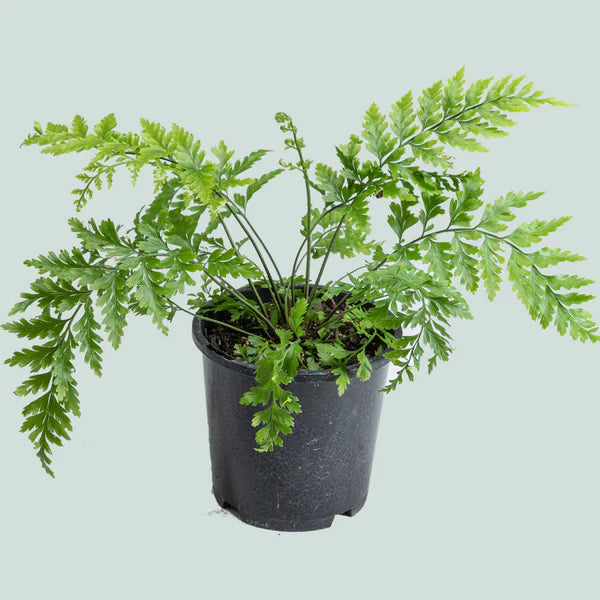 Hen and Chicken Fern (Asplenium bulbiferum)