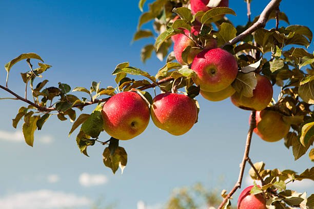 Apple 'Herald' - Ladybird Nursery