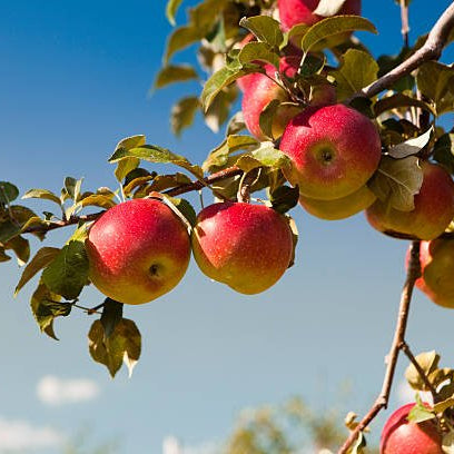 Apple 'Herald' - Ladybird Nursery