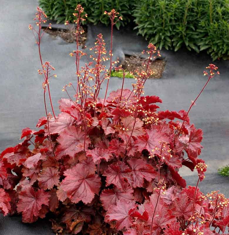 Heuchera Northern Exposure - Ladybird Nursery