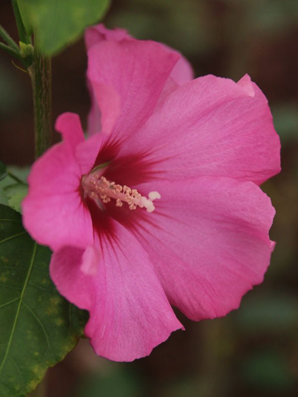 Hibiscus Petite Pink - Ladybird Nursery