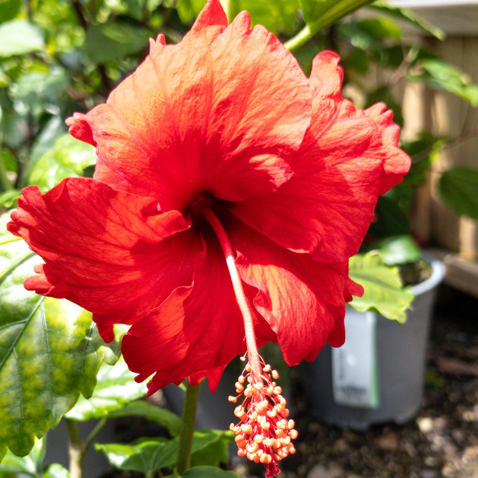 Hibiscus Phsyche - Ladybird Nursery