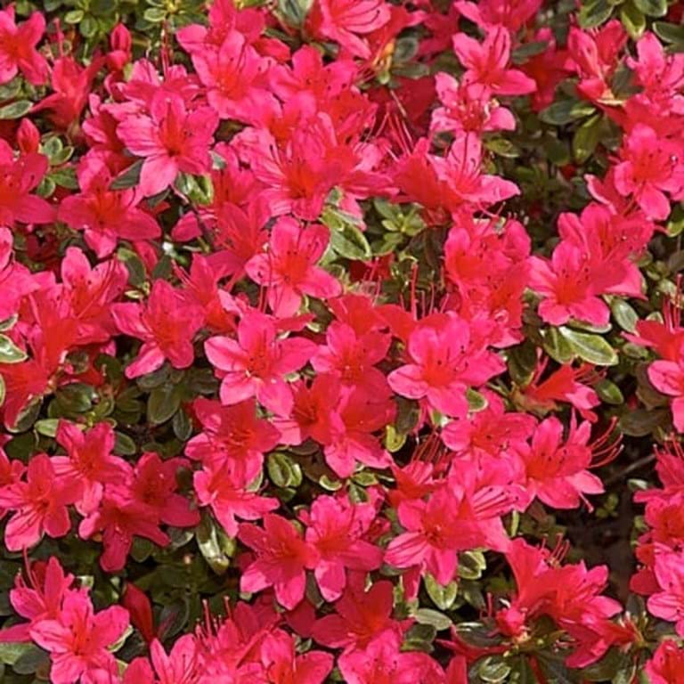 Azalea Hinode Giri - Ladybird Nursery