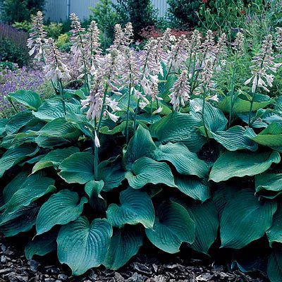 Plantain Lily Blue Angel (Hosta ) - Ladybird Nursery