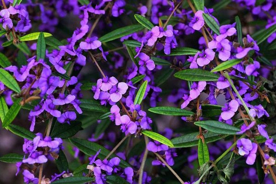 Purple Hovea (Hovea acutifolia) - Ladybird Nursery
