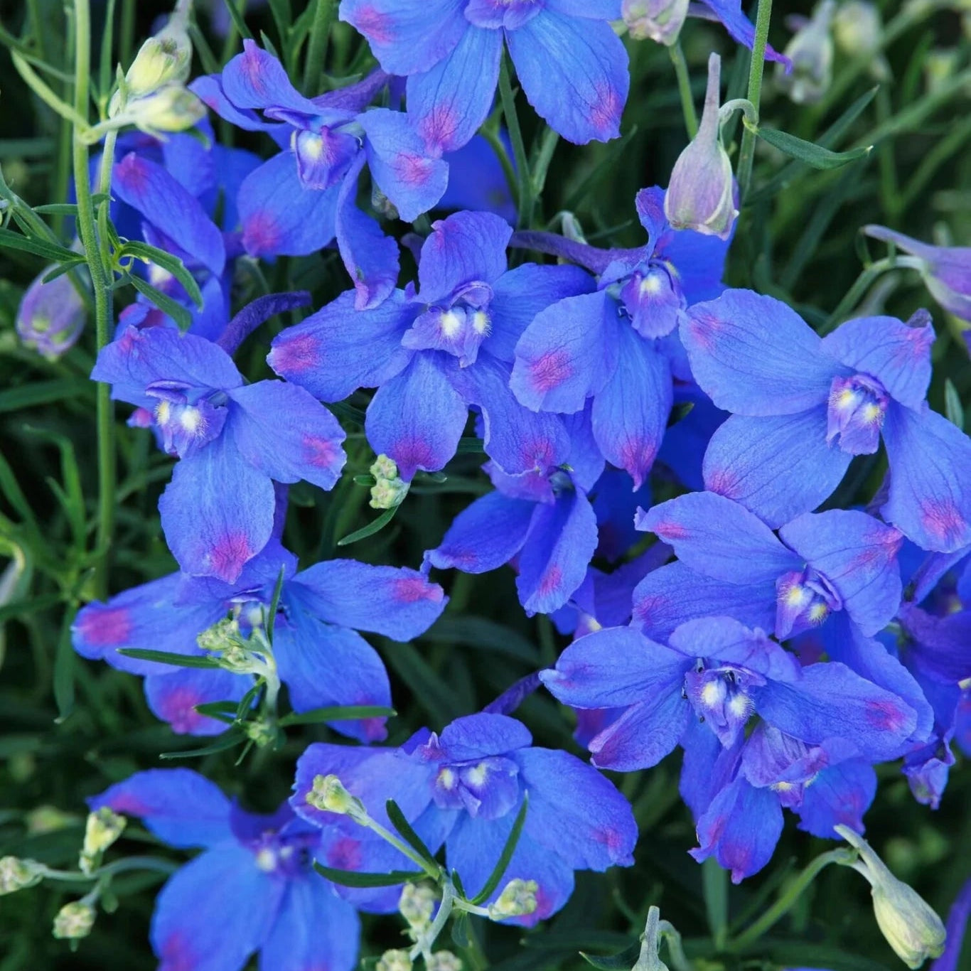 Hunky Dory Blue (Delphinium grandiflorum) - Ladybird Nursery