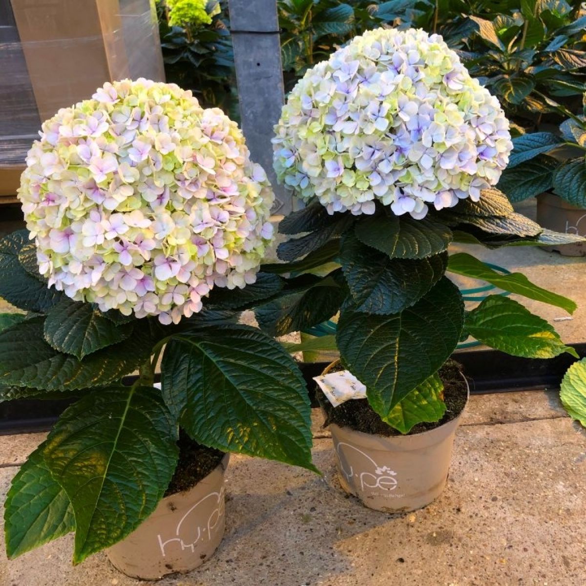 Hydrangea Avantegarde - Ladybird Nursery
