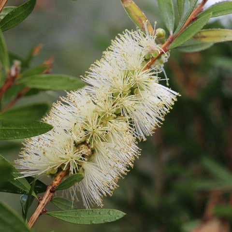 Callistemon 'Icy Burst' - Ladybird Nursery