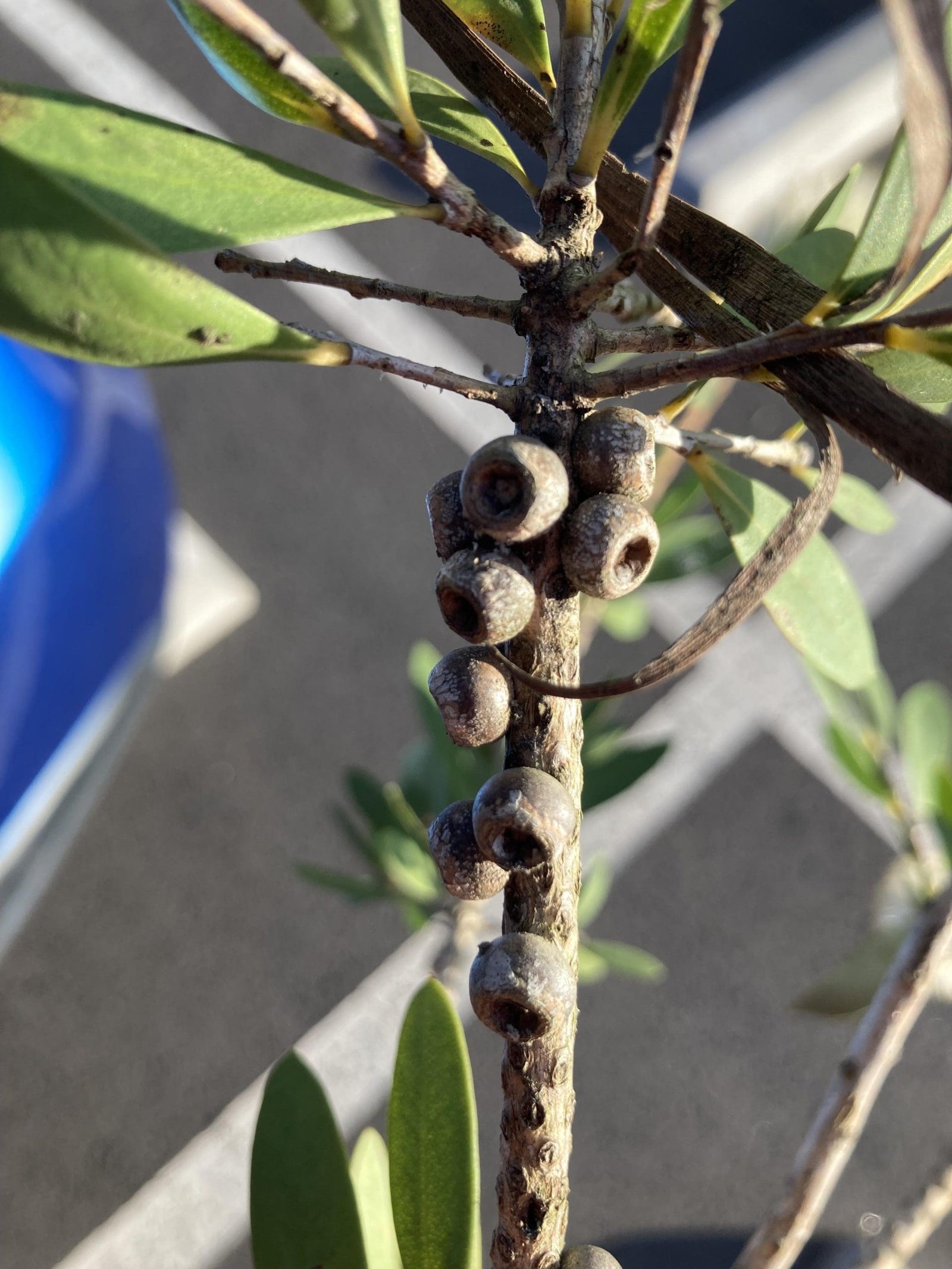 Willow Bottlebrush (Melaleuca salicina) - Ladybird Nursery