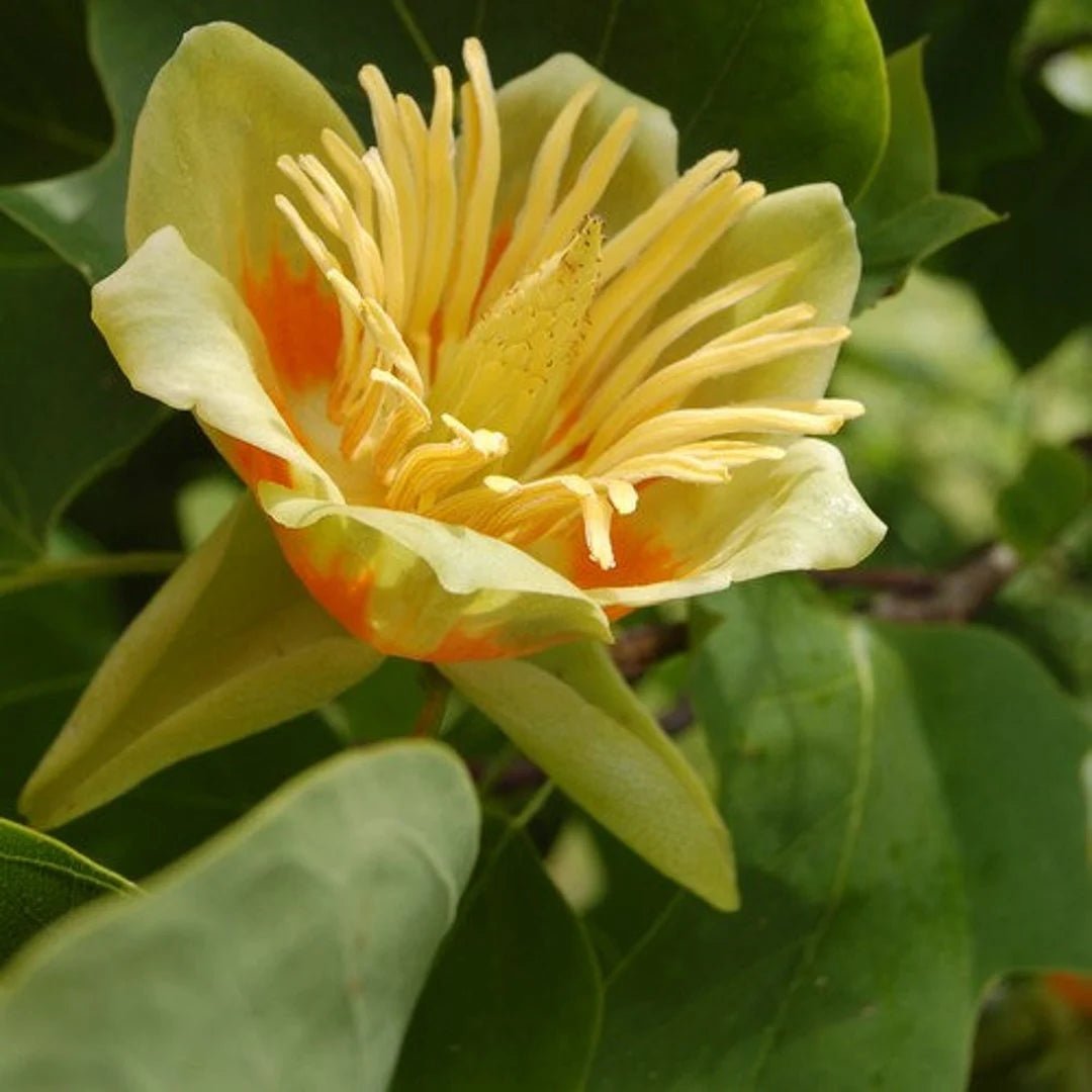 Chinese Tulip Tree (Liriodendron chinense) - Ladybird Nursery