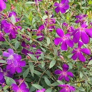 Tobouchina Jules (Tibouchina granulosa) - Ladybird Nursery