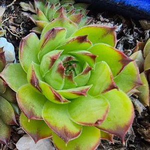 Hens and Chicks Assorted (Echeveria spp.) - Ladybird Nursery
