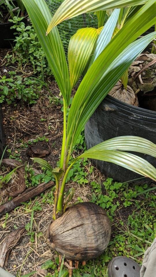 Malay Dwarf Green Coconut Tree - Ladybird Nursery