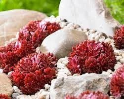 Hens and Chicks Red (Echeveria Big) - Ladybird Nursery