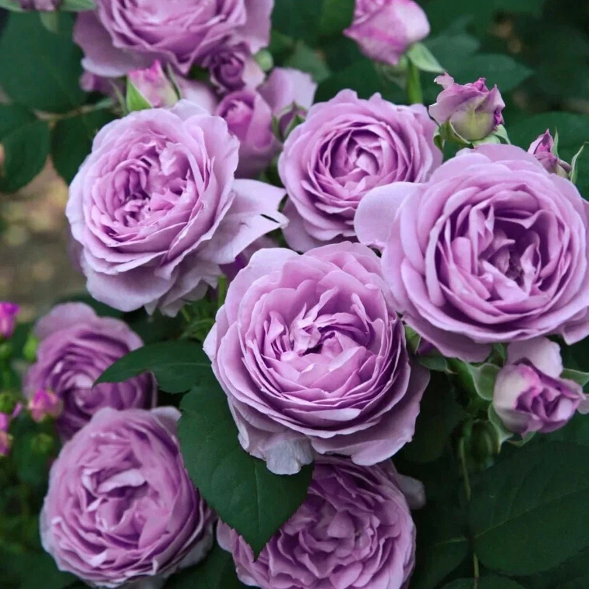 Rosa Terrazza® Moon King (Rosa) - Ladybird Nursery