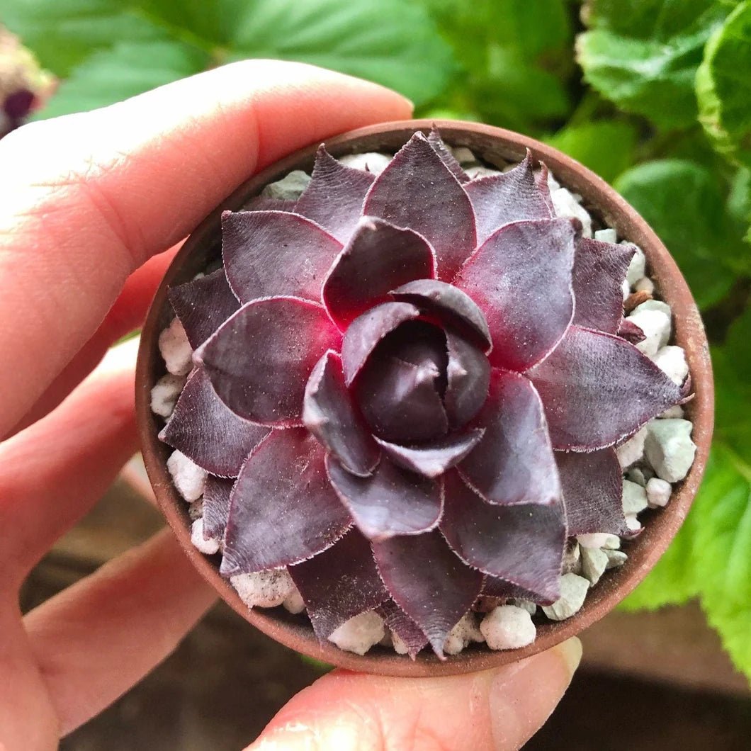 Hens and Chicks Prince (Echeveria Violet) - Ladybird Nursery