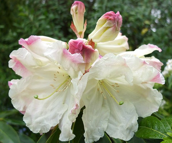 Rhododendron Cream Delight - Ladybird Nursery