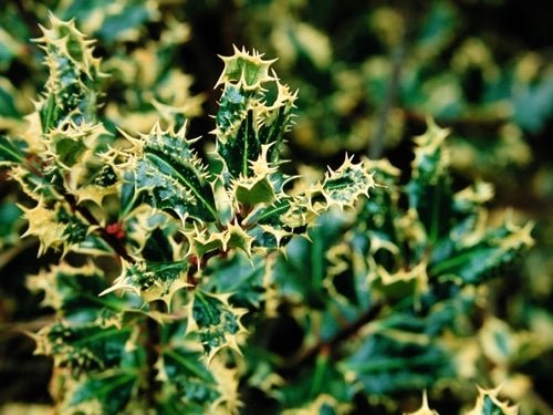 Hedgehog Holly Ferox Argentea (Ilex aquifolium) - Ladybird Nursery