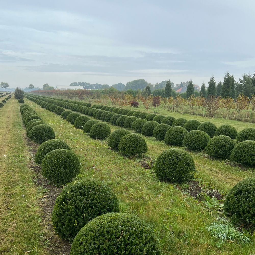 Japanese Holly (Ilex crenata) - Ladybird Nursery