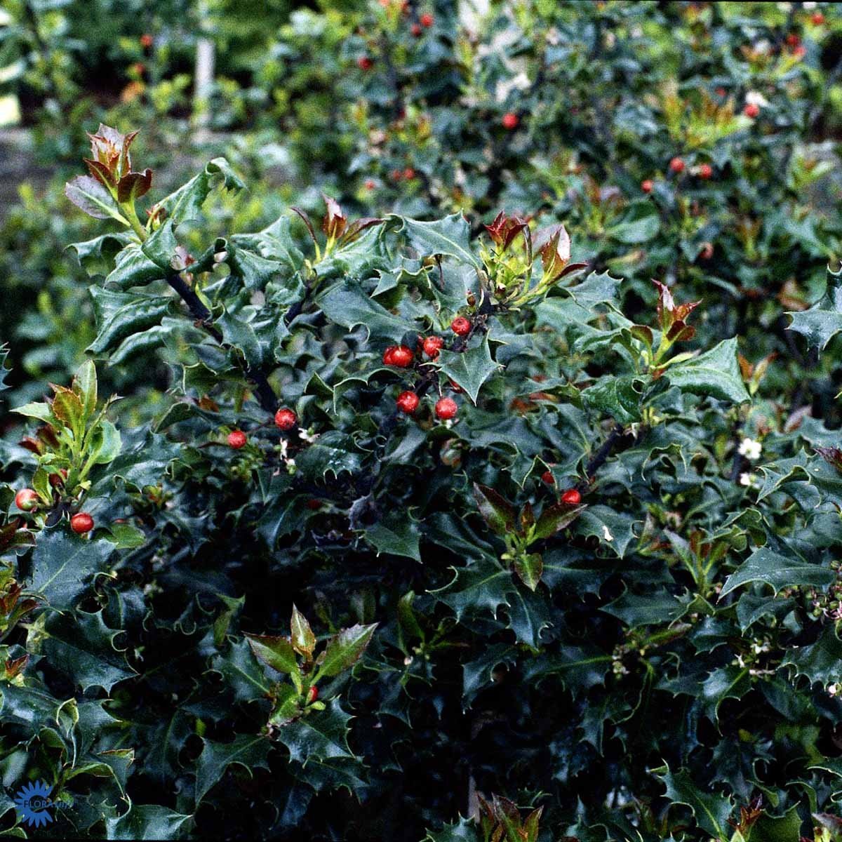 Blue Angel Holly (Ilex meserveae) - Ladybird Nursery