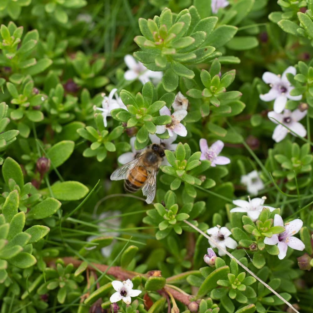 Creeping Boobialla Pink (Myoporum parvifolium) 200mm pots - Ladybird Nursery