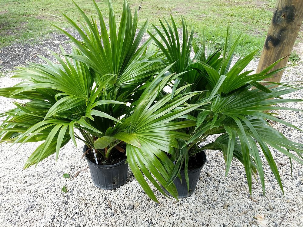 Chinese Fan Palm (Livistona chinensis) - Ladybird Nursery