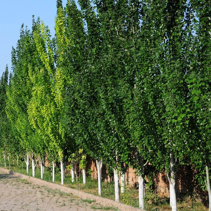 Simon's Poplar fastigiata Simons (Populus simonii) - Ladybird Nursery