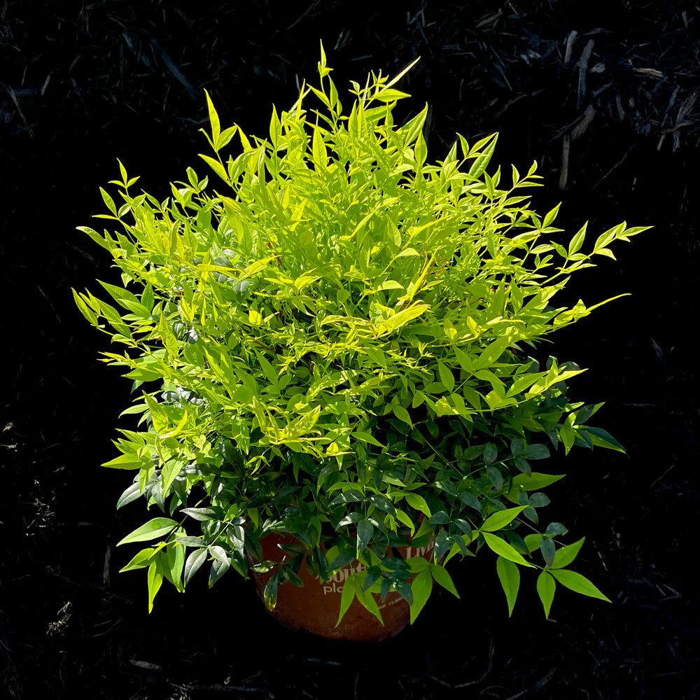 Heavenly Bamboo Magical Lemon Lime Plant – Buy Now! – Ladybird Nursery