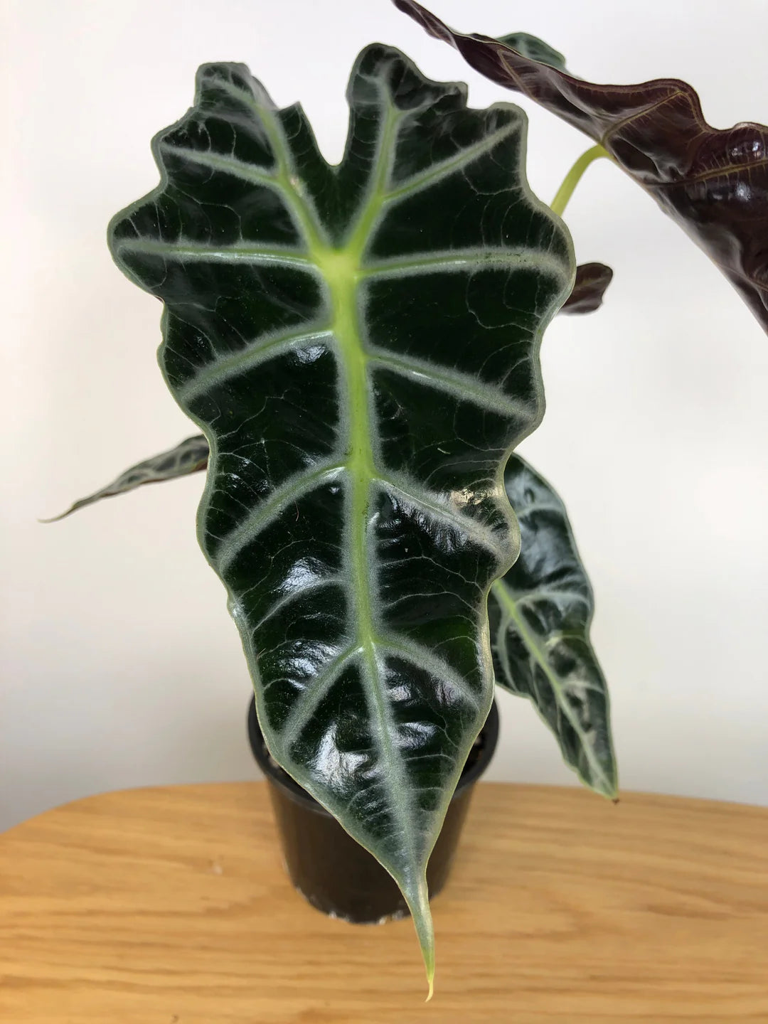 Dwarf Elephant Ear (Alocasia amazonica)