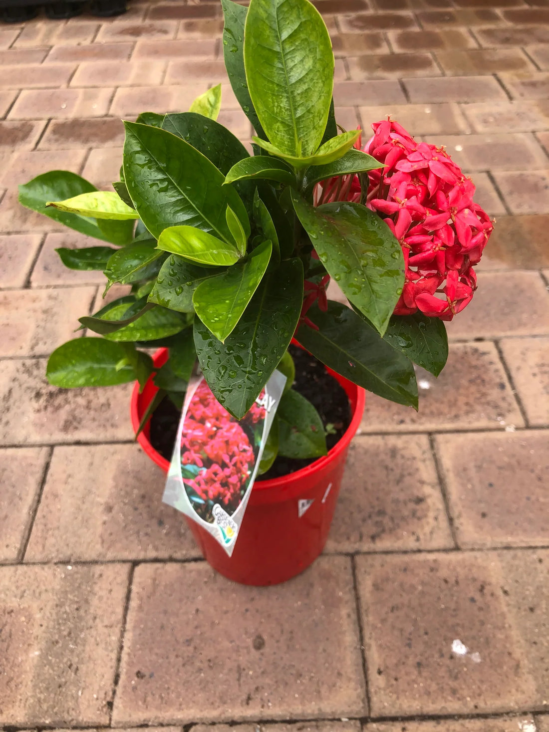 Ixora Red Malay - Ladybird Nursery