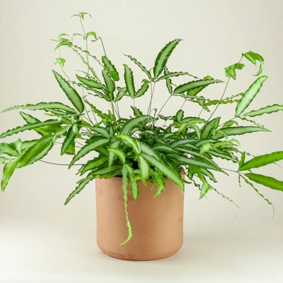 Silver Ribbon Fern Albo - lineata (Pteris cretica) - Ladybird Nursery