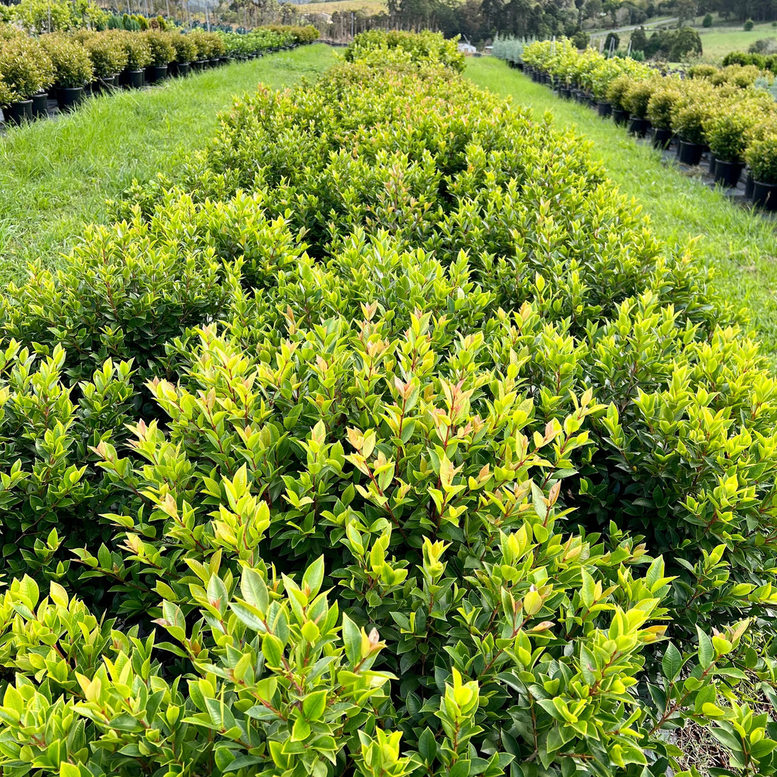 Lilly Pilly Baby Boomer Topiary Standards 300mm Pots (PICKUP ONLY) - Ladybird Nursery