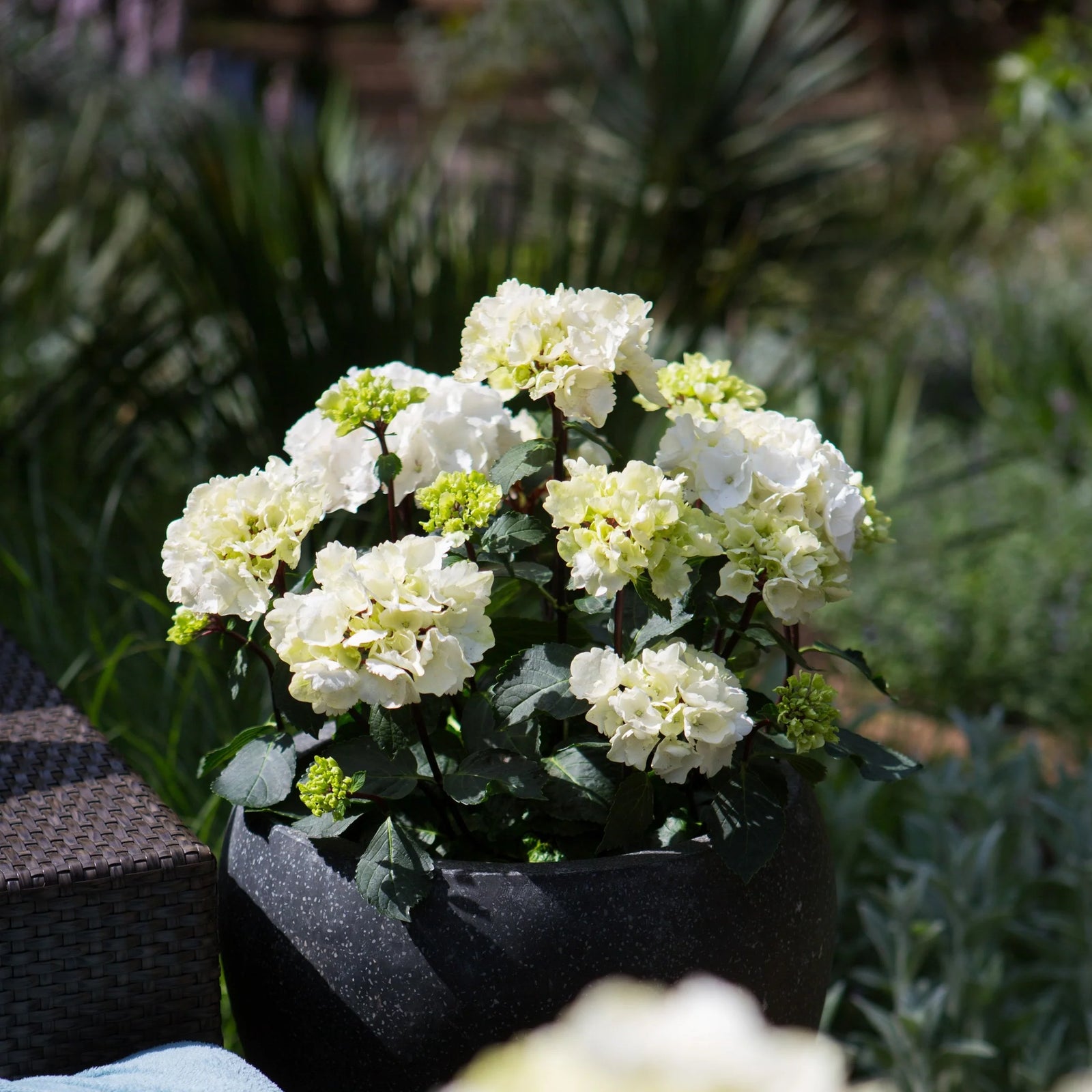 Hydrangea OBSIDIAN White Knight - Ladybird Nursery