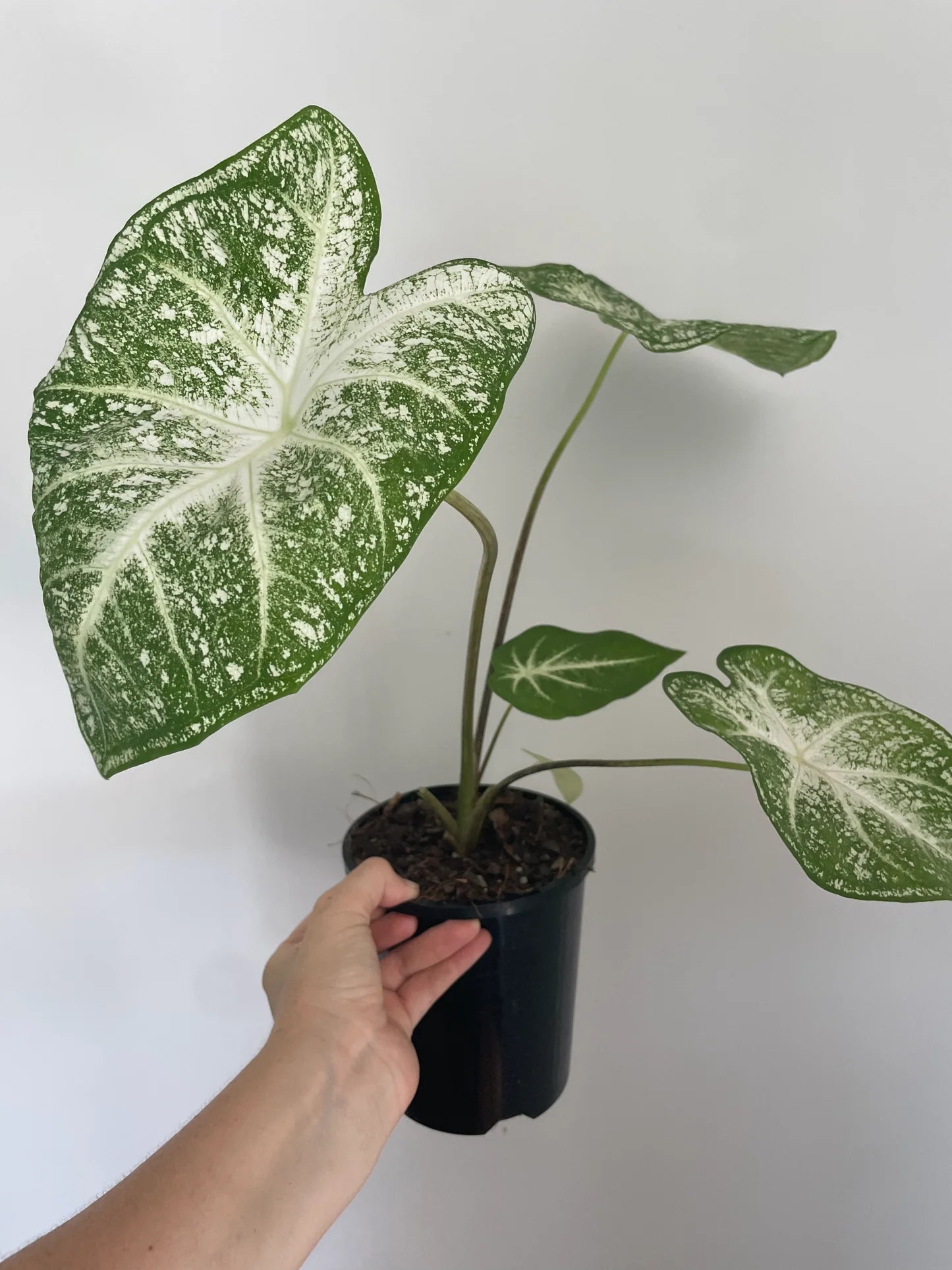 Caladium Moonie (Caladium) - Ladybird Nursery