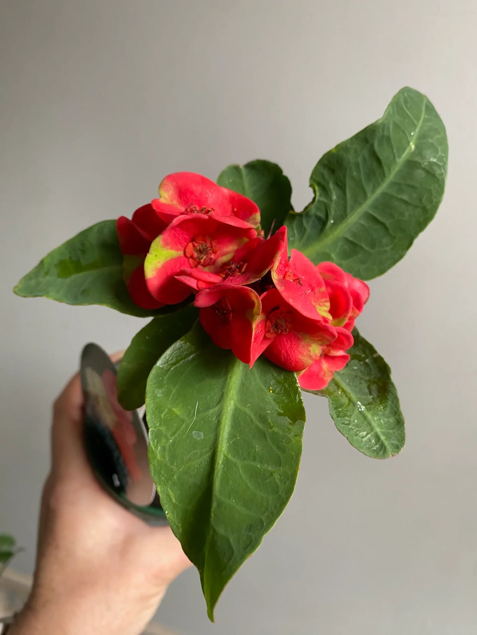 Salmon Siam Princess (Euphorbia Siam) - Ladybird Nursery