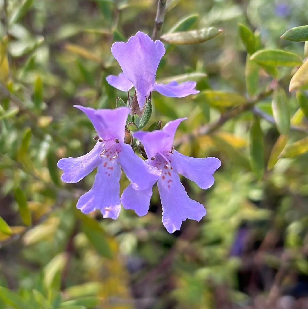 Coastal Rosemary BLUE GEM™ (Westringia hyb.) - Ladybird Nursery