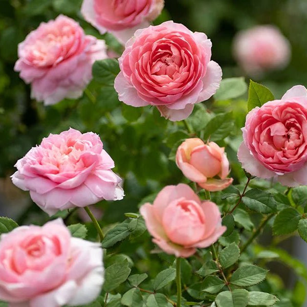 Rosa Terrazza® Scented Peach (Rosa) - Ladybird Nursery