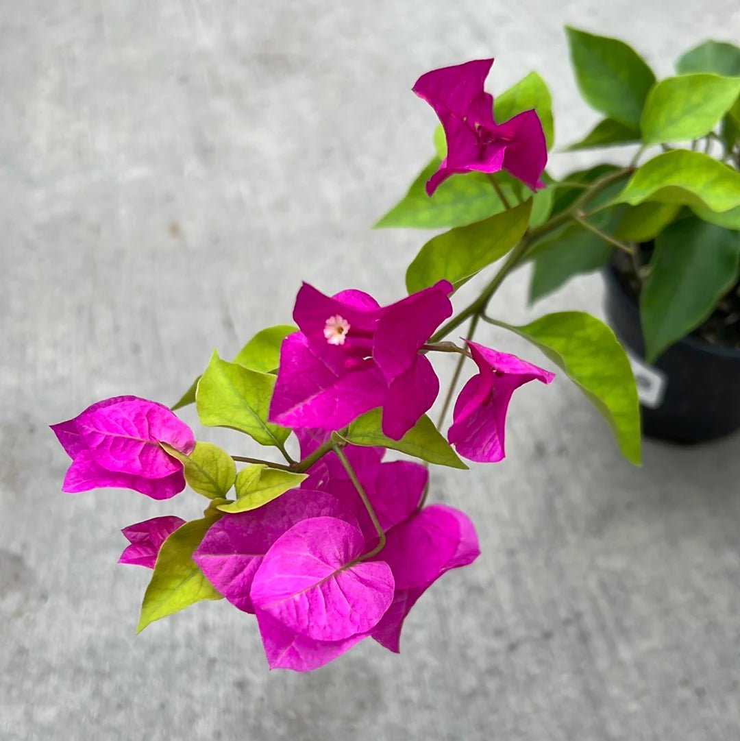 Bougainvillea Miami Pink (Bougainvillea glabra) - Ladybird Nursery