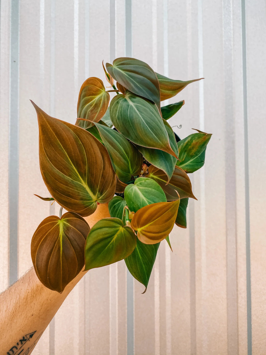 Philodendron (Philodendron micans) - Ladybird Nursery