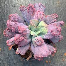 Hens and Chicks Bold (Echeveria Baron) - Ladybird Nursery
