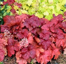 Heuchera Fire Alarm - Ladybird Nursery